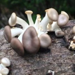 Tipsy Elves Mushroom Oyster Log 7 Tipsy Elves Mushroom Oyster Log