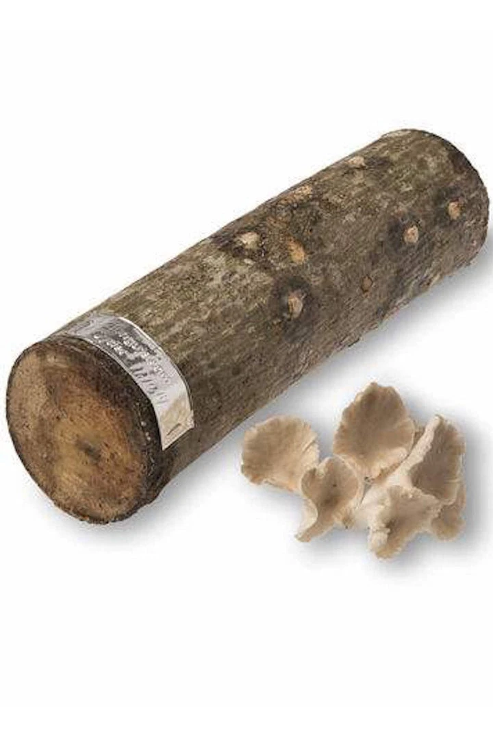 Tipsy Elves Mushroom Oyster Log 3 Tipsy Elves Mushroom Oyster Log